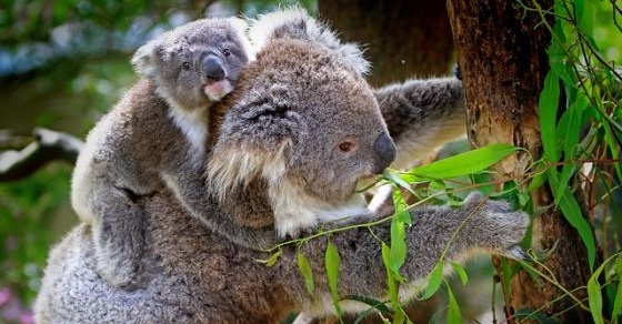 Koala grafika