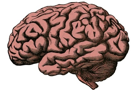 Mózg grafika