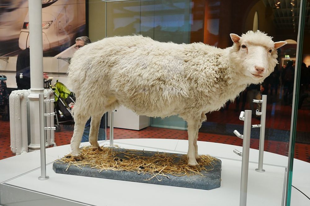 Narodziny owieczki Dolly